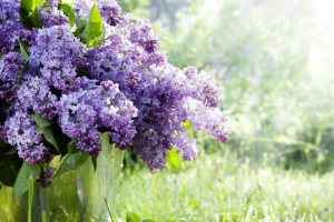 Бузковий Бузковий